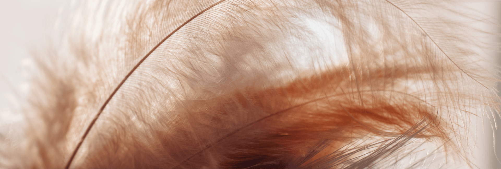 Banner Content Background